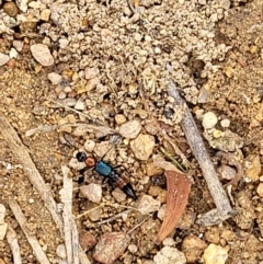 Paederus sp. (genus) at Stromlo, ACT - 14 Jan 2022