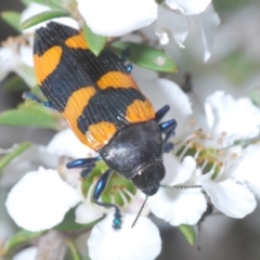 Castiarina thomsoni (A jewel beetle) at Cotter River, ACT - 13 Jan 2022 by Harrisi