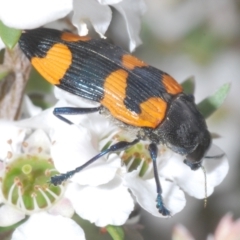 Castiarina thomsoni at Cotter River, ACT - 13 Jan 2022