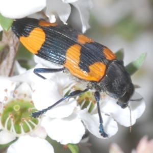 Castiarina thomsoni at Cotter River, ACT - 13 Jan 2022 01:34 PM