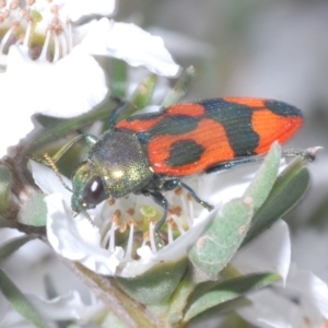 Castiarina delectabilis at Cotter River, ACT - 13 Jan 2022