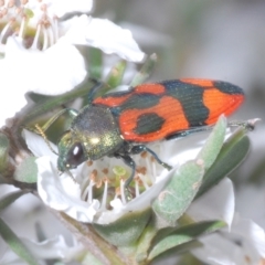 Castiarina delectabilis (A jewel beetle) at Cotter River, ACT - 13 Jan 2022 by Harrisi
