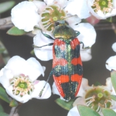 Castiarina delectabilis at Cotter River, ACT - 13 Jan 2022