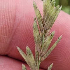 Eragrostis cilianensis (Stinkgrass) at Stromlo, ACT - 14 Jan 2022 by tpreston