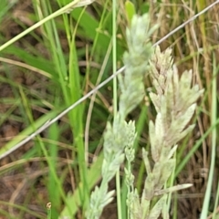 Eragrostis elongata at Block 402 - 14 Jan 2022