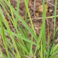 Eragrostis elongata at Bluetts Block (402, 403, 12, 11) - 14 Jan 2022 11:48 AM