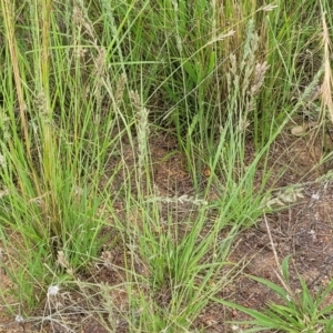 Eragrostis elongata at Block 402 - 14 Jan 2022