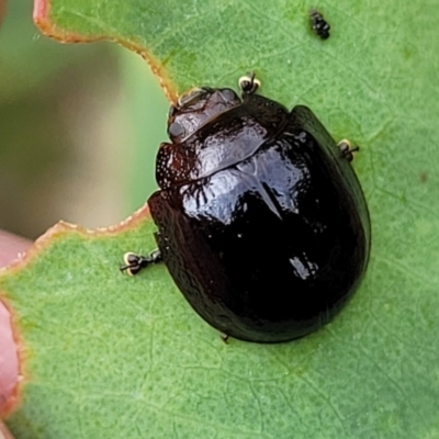 Paropsisterna agricola (Eucalyptus leaf beetle) at Block 402 - 14 Jan 2022 by trevorpreston