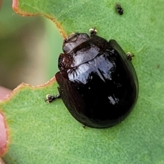 Unidentified Leaf beetle (Chrysomelidae) (TBC) at Stromlo, ACT - 14 Jan 2022 by tpreston