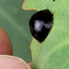 Paropsisterna agricola at Stromlo, ACT - 14 Jan 2022