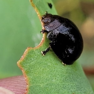 Paropsisterna agricola at Stromlo, ACT - 14 Jan 2022