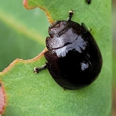 Paropsisterna agricola at Stromlo, ACT - 14 Jan 2022