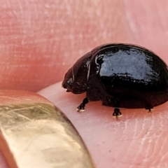 Paropsisterna agricola at Stromlo, ACT - 14 Jan 2022 11:44 AM