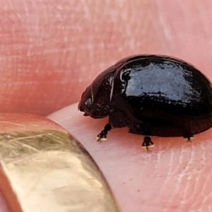 Paropsisterna agricola at Stromlo, ACT - 14 Jan 2022 11:44 AM