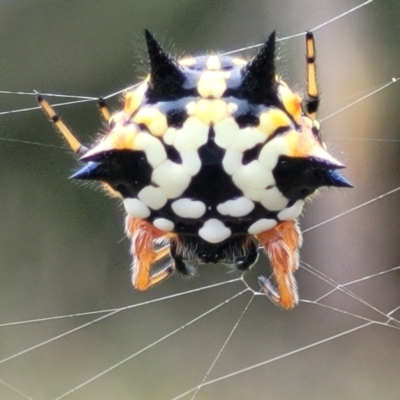 Austracantha minax (Christmas Spider, Jewel Spider) at Block 402 - 14 Jan 2022 by trevorpreston