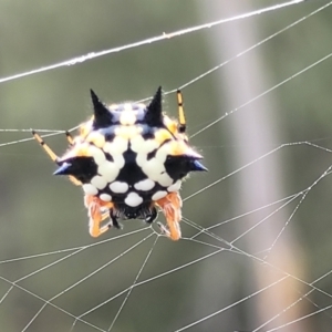 Austracantha minax at Stromlo, ACT - 14 Jan 2022 11:40 AM