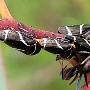 Eurymeloides bicincta at Stromlo, ACT - 14 Jan 2022