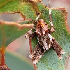 Backobourkia sp. (genus) (An orb weaver) at Stromlo, ACT - 14 Jan 2022 by trevorpreston