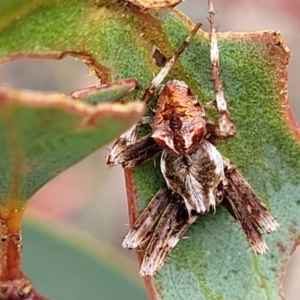 Backobourkia sp. (genus) at Stromlo, ACT - 14 Jan 2022