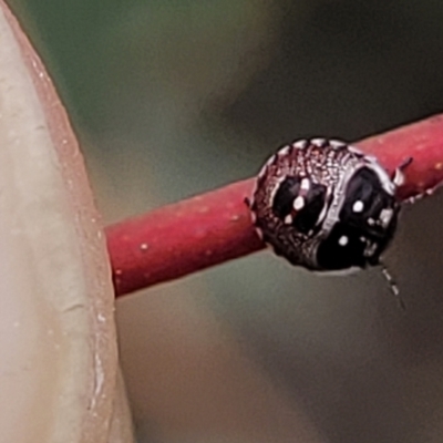 Pentatomoidea (superfamily) (Unidentified Shield or Stink bug) at Piney Ridge - 14 Jan 2022 by tpreston