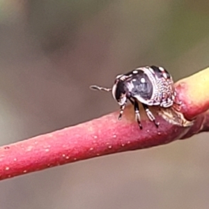 Pentatomoidea (superfamily) at Stromlo, ACT - 14 Jan 2022