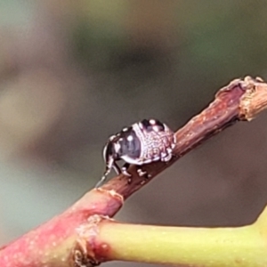 Pentatomoidea (superfamily) at Stromlo, ACT - 14 Jan 2022