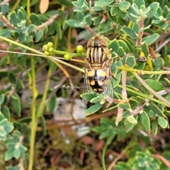 Eristalinus punctulatus (Golden Native Drone Fly) at Piney Ridge - 14 Jan 2022 by tpreston