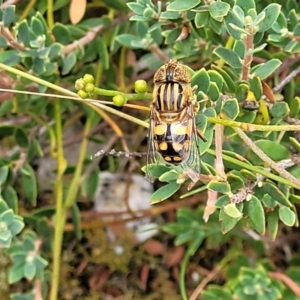 Eristalinus punctulatus at Stromlo, ACT - 14 Jan 2022 11:30 AM