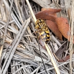 Eristalinus punctulatus at Stromlo, ACT - 14 Jan 2022