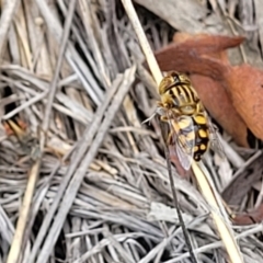 Eristalinus punctulatus at Stromlo, ACT - 14 Jan 2022