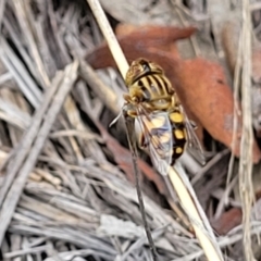 Eristalinus punctulatus at Stromlo, ACT - 14 Jan 2022 11:30 AM