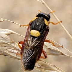 Perga sp. (genus) (Sawfly or Spitfire) at Block 402 - 14 Jan 2022 by trevorpreston