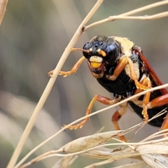 Perga sp. (genus) at Stromlo, ACT - 14 Jan 2022