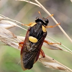 Perga sp. (genus) at Stromlo, ACT - 14 Jan 2022