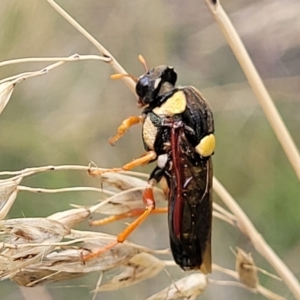 Perga sp. (genus) at Stromlo, ACT - 14 Jan 2022