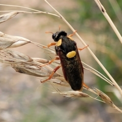 Perga sp. (genus) at Stromlo, ACT - 14 Jan 2022