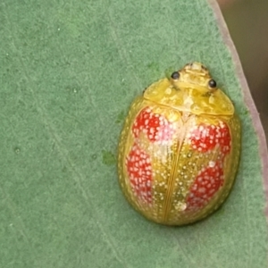 Paropsisterna fastidiosa at Stromlo, ACT - 14 Jan 2022