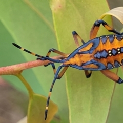 Amorbus sp. (genus) (Eucalyptus Tip bug) at Piney Ridge - 14 Jan 2022 by tpreston