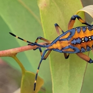 Amorbus sp. (genus) at Stromlo, ACT - 14 Jan 2022