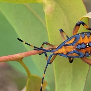 Amorbus sp. (genus) at Stromlo, ACT - 14 Jan 2022