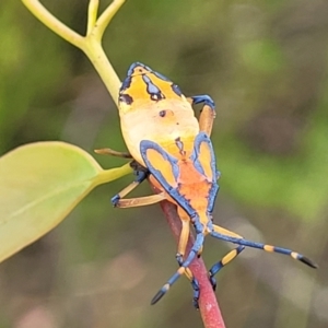 Amorbus sp. (genus) at Stromlo, ACT - 14 Jan 2022