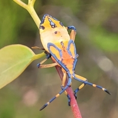 Amorbus (genus) at Stromlo, ACT - 14 Jan 2022 11:20 AM