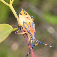 Amorbus sp. (genus) at Stromlo, ACT - 14 Jan 2022