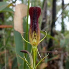 Cryptostylis hunteriana (Leafless Tongue Orchid) at Yerriyong, NSW - 13 Jan 2022 by RobG1
