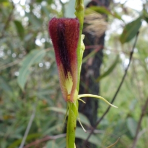 Cryptostylis hunteriana at Yerriyong, NSW - 13 Jan 2022