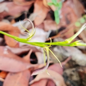 Cryptostylis hunteriana at Yerriyong, NSW - 13 Jan 2022