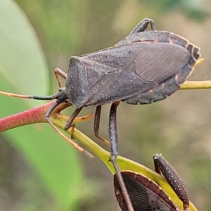 Amorbus sp. (genus) at Stromlo, ACT - 14 Jan 2022