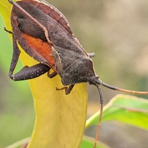 Amorbus sp. (genus) at Stromlo, ACT - 14 Jan 2022