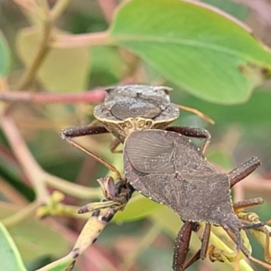 Amorbus sp. (genus) at Stromlo, ACT - 14 Jan 2022