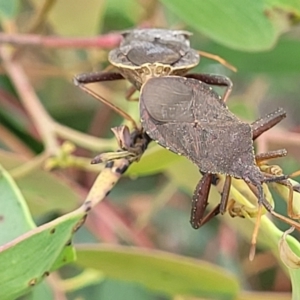 Amorbus sp. (genus) at Stromlo, ACT - 14 Jan 2022